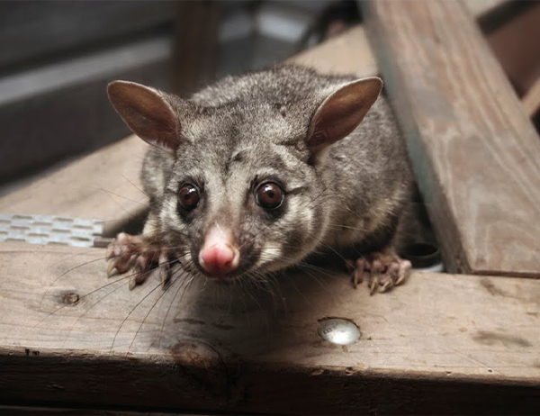 How to Get Rid of Possums on Roof